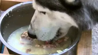 Хаски: ужин