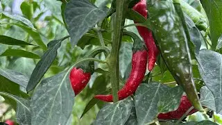 Горький перец