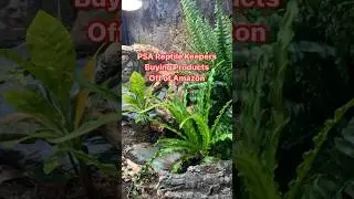 Reptile Keepers Beware | Buying Supplies Online