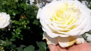 🌹 РОЗЫ .  Сорта без БОЛЕЗНЕЙ !