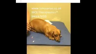 MEIRA IVDD NICE THERAPEUTICS™