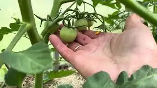 Какие листья у томатов срочно нужно удалить