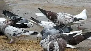 Николаевские голуби Сергея Родионова 