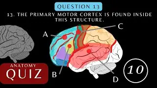Neuroanatomy Quiz. Anatomy and Physiology of the Cerebrum | Brainquiz 