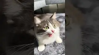 Smart Cat 🐈❤️ #cats #cats