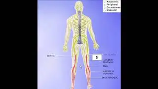 Back Pain Stamford Darien Norwalk & New Canaan 203 656 3636