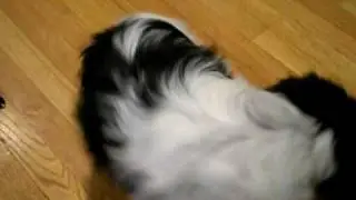 Spots Sings