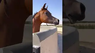 Elegance in Motion: Purebred Horse Showcase