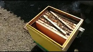 Помощь в развитии пчелосемьям весной и профилактика нозематоза.