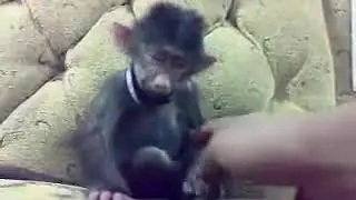 New funny video in monkey WhatsApp status
