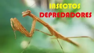 Qué tipos de insectos puedo encontrar en mí jardín. Insectos depredadores.