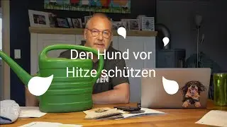 Den Hund vor Hitze schützen