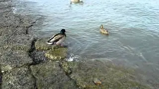 Nyack, NY: Ducks...