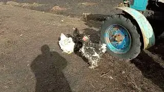 Кохінхіни мрамор.
