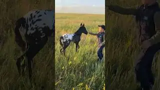 ЭКСКЛЮЗИВ 17. МАЛЫШ И ЖЕРЕБЕНОК #жеребенок #лошади #кони #асау #лошади #айгыр #жылкы #shorts