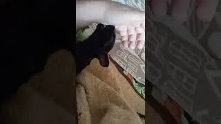 А что это за котик руку мне грызет? 