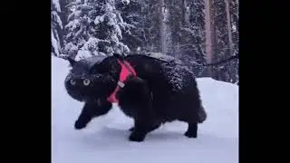 черный кот и снег