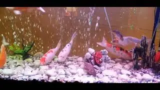 Aquarium Amazing Fishes
