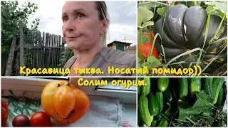 Выходные в деревне. Красавица Тыква. продали 2 ведра помидор 🍅
