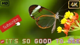 Beautiful Butterfly caught on Camera