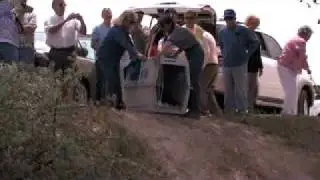 Golden Eagle Release