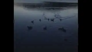 утки.учум