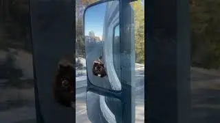 🐈 in mirror