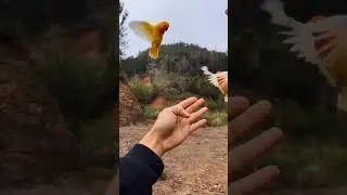 Cukup jentikan jari #shorts #viral #fyp #birds #whatsapp