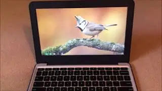 ASUS Chromebook C202SA-YS02 11.6" Review