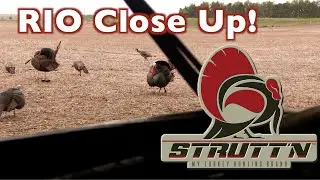 Bow Hunt for Rios | Kansas Tom Turkey