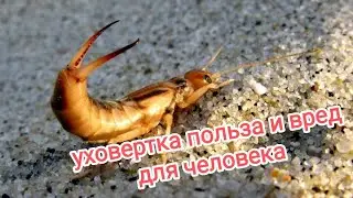 #уховертка