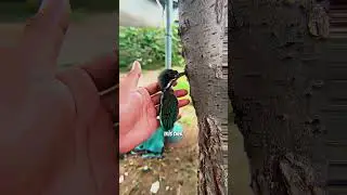 👀 Is this bird acting like a PRO gamer?! 😄