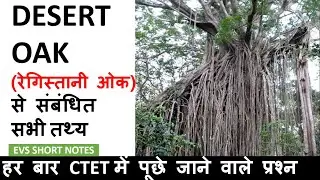 Desert Oak| रेगिस्तानी ओक से संबंधित सभी प्रश्न | हर बार पूछे जाने वाला प्रश्नों के Short Notes
