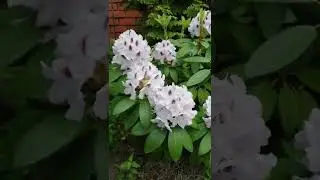 Рододендрон Кальсап, Rhododendron Calsap