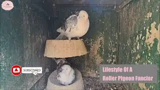 Myths And Other Things Involved In The Roller #pigeon  Family Building