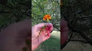 Чорнобривці, акапелла, експромт