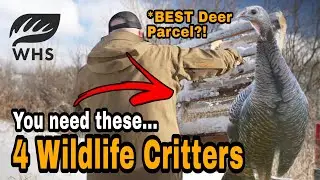 Best Whitetail Habitat = These 4 Wildlife Species