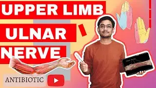 ULNAR NERVE DETAIL EXPLANATION WITH UNIVERSITY NOTES📔📔