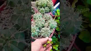 #Succulent #plant #succulents #plants #cactus #propagation #homegarden #care #tips