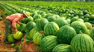 The Most Modern Agriculture Machines That Are At Another Level , How To Watermelons In Farm