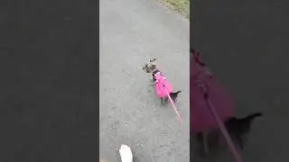 Наш с боней забег.