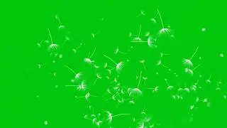 Green Screen - Dandelion
