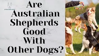 Are Australian Shepherds Good With Other Dogs?