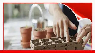 10 Biggest Vegetable Gardening Mistakes 🛋️