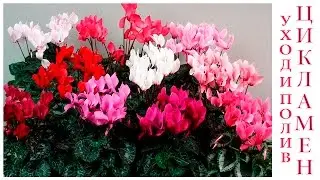 Цикламен, Дряква, Альпийская фиалка (Cyclamen) уход и полив