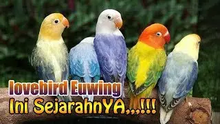 A LOVEBIRD EUWING BRIEF HISTORY AND EUWING TYPE AND THEIR CIRCUITS