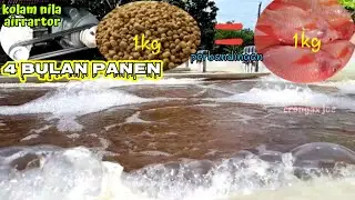 kolam nila bioflok/airrator~4 bulan panen~lebih cepat masa panen|kolam ikan