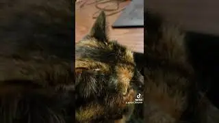 My Kitty Is My Animation Supervisor. 