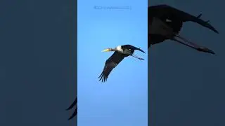 Trying to track a flying bird with the Sony 300mm F2.8