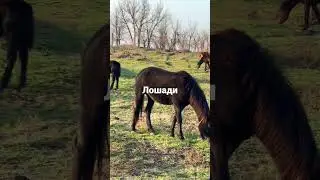 Лошади 🐎/животные